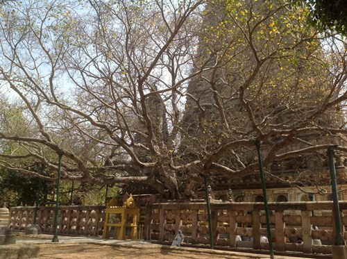 Bên cạnh ngôi chùa, về phía Tây là cây bồ đề linh thiêng, hậu duệ của cây bồ đề gắn liền với sự giác ngộ của Đức Phật.