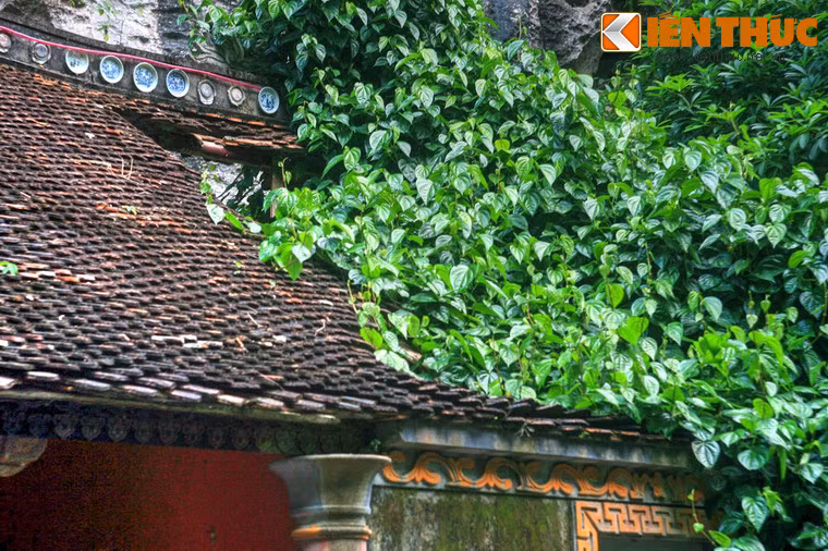 Cây dại tràn vào phần mái đã bị sụp của nhà cổ.