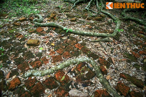 Rễ cây lan cả vào nền gạch cũ.