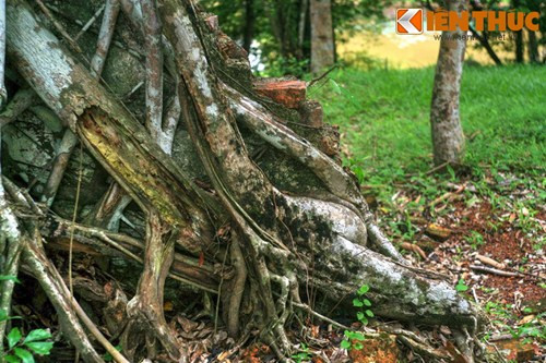 Đây là minh chứng cho sức mạnh tàn phá của thiên nhiên và thời gian đối với các công trình do con người xây dựng.