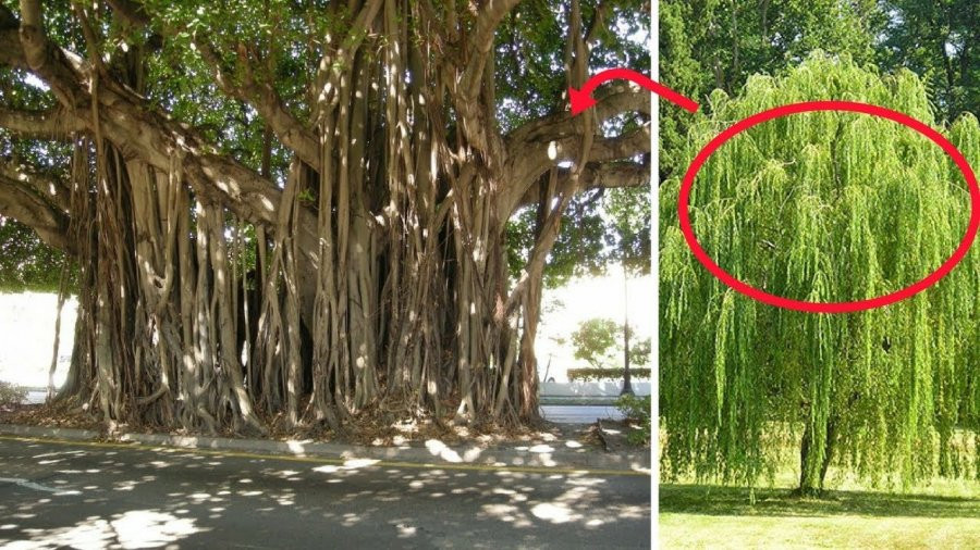 5 loại cây không nên trồng trước nhà kẻo tài lộc tiêu tán 5 loai cay khong nen trong truoc nha keo tai loc tieu tan