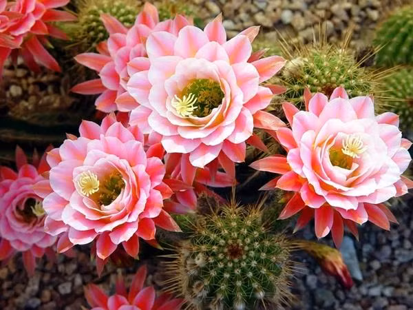 Những chiếc gai nhọn xung quanh thân cây tạo ra sát khí cao, mang đến nguồn năng lượng xấu cho ngôi nhà. Điều này có thể làm ảnh hưởng đến con đường tài lộc và sức khỏe.