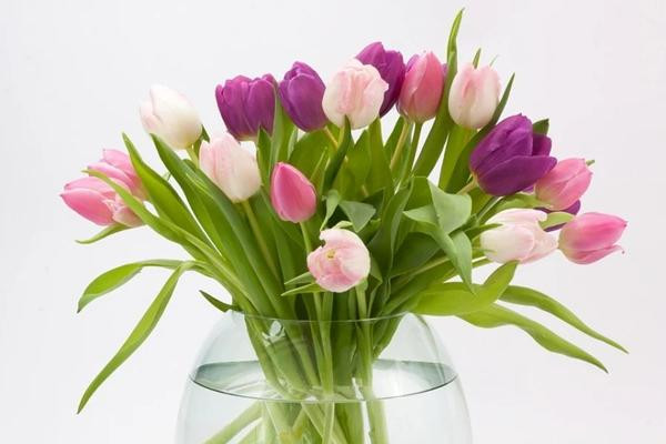 Hoa tulip. Hoa tulip đẹp và có nhiều màu sắc khác nhau. Loài hoa này mang vẻ đẹp mộng mơ, quyến rũ.