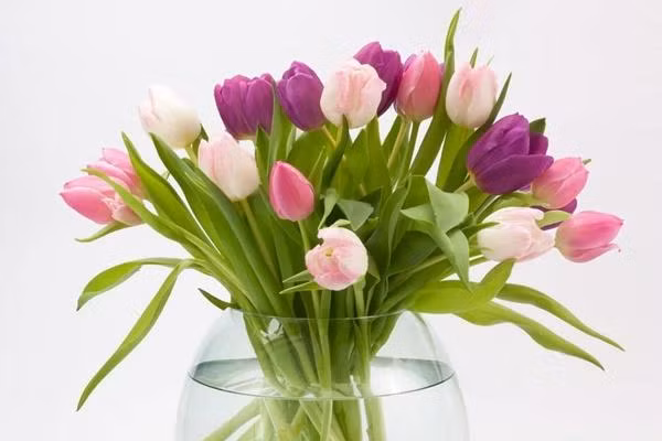 Hoa tulip. Hoa tulip đẹp và có nhiều màu sắc khác nhau. Loài hoa này mang vẻ đẹp mộng mơ, quyến rũ.