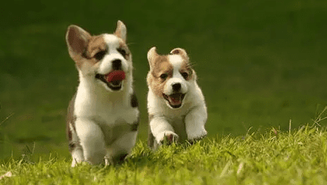 Cho co giat co phai la benh dong kinh khong?