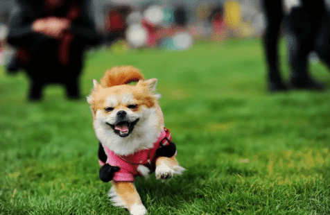 Cho co giat co phai la benh dong kinh khong?-Hinh-3