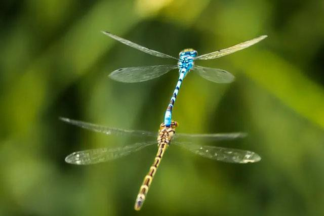 Chuồn chuồn giao phối ở North Yorkshire, Tây Haddlesey, Vương quốc Anh. Ảnh: Danny Lawson.