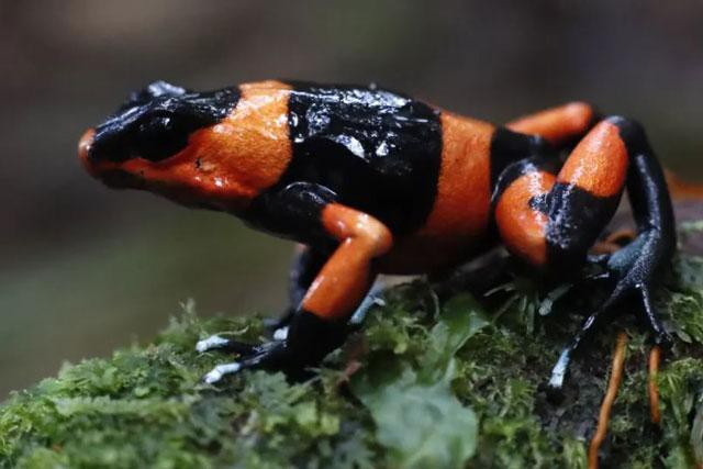 Một con ếch độc Lehmann (Oophaga lehmanni) được thả ở Thái Bình Dương thuộc bộ phận Valle del Cauca, Dagua, Colombia. Ảnh: Ernesto Guzman Jr.