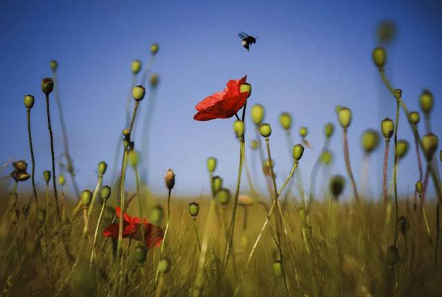 Ong vò vẽ hút mật trên bông hoa anh túc mọc dại ở Zurich, Thụy Sĩ. Ảnh: Michael Buholzer.