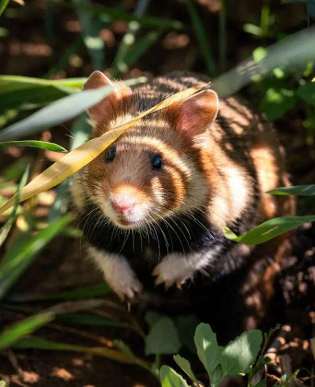 Một con chuột lang Alsace lớn đang khám phá thiên nhiên sau khi được thả tự do trong chương trình phục hồi loài động vật này ở miền Đông Ernolsheim-Bruche, Pháp. Trước đó, các nhà khoa học đã thả 60 con cùng loại trên các mảnh đất trồng ngũ cốc. Ảnh: Patrick Hertzog.