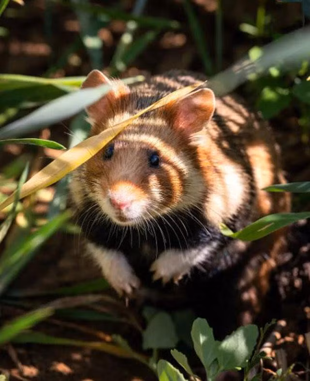 Một con chuột lang Alsace lớn đang khám phá thiên nhiên sau khi được thả tự do trong chương trình phục hồi loài động vật này ở miền Đông Ernolsheim-Bruche, Pháp. Trước đó, các nhà khoa học đã thả 60 con cùng loại trên các mảnh đất trồng ngũ cốc. Ảnh: Patrick Hertzog.