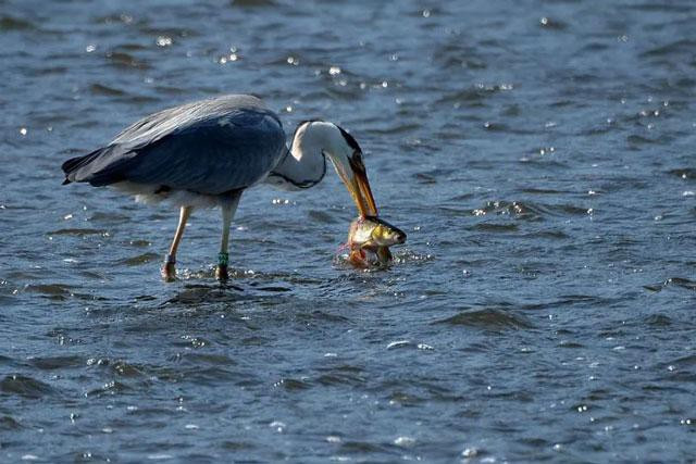 Diệc xám săn cá trên sông Vltava thuộc Prague, Cộng hòa Séc. Ảnh: Slavek Rut.