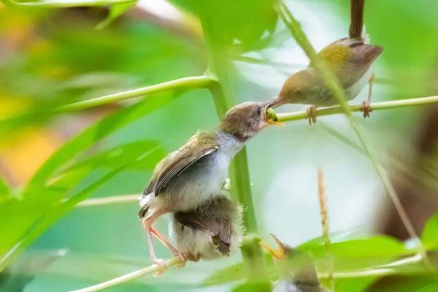 Chim Prenjak đang cho con ăn trên cành cây ở miền trung Java, Ungaran, Indonesia. Ảnh: WF Sihardian.