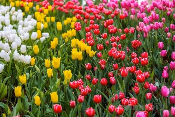 Tuy nhiên, theo phong thủy, hoa tulip không mang đến vận may cho gia đình. Nó có thể khiến con đường sự nghiệp của gia chủ gặp bất trắc. * Thông tin mang tính chất tham khảo, chiêm nghiệm.