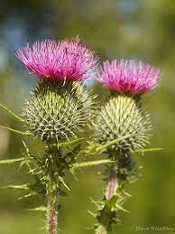 Đặt cây xương rồng trong phòng khách có thể làm ảnh hưởng tới hòa khí của các thành viên trong gia đình. 