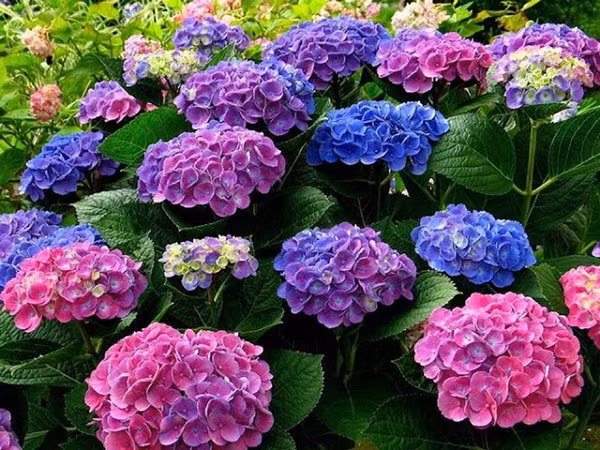 Những cây hoa có độc. Nhiều loại hoa nở đẹp nhưng lại chứa một lượng chất độc nhất định. Khi tiếp xúc với da hoặc vô tình ăn nhầm nó có thể gây ra dị ứng, ngộ độc. 