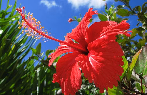 Những loại hoa có ý nghĩa không tốt. Đặt hoa trong nhà không chỉ yêu cầu vẻ đẹp mà còn cần quan tâm đến ý nghĩa của nó. Người ta thường chuộng đặt những loại hoa, loại cây có cái tên đẹp, mang ý nghĩa tốt trong nhà để cầu sức khỏe, tài lộc, vận may...