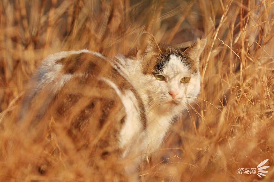 Vì sao người Trung Quốc dùng mèo canh gác Tử Cấm Thành? Vi sao nguoi Trung Quoc dung meo canh gac Tu Cam Thanh?
