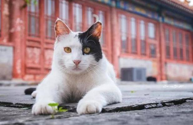 Vì sao người Trung Quốc dùng mèo canh gác Tử Cấm Thành? - Hình 7 Vi sao nguoi Trung Quoc dung meo canh gac Tu Cam Thanh?-Hinh-7