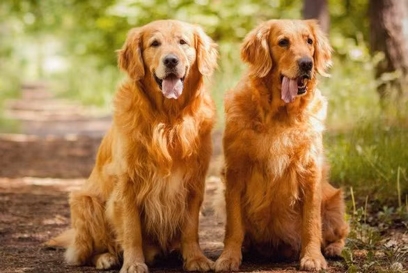 Kiem gan 40.000 USD/nam nho dat cho di dao-Hinh-2