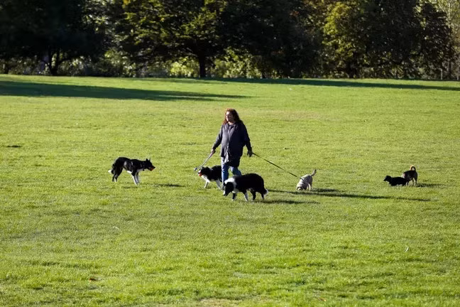 Kiem gan 40.000 USD/nam nho dat cho di dao