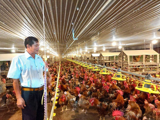 Nuoi ga de cong nghe cao, lao nong thu 800 trieu moi thang