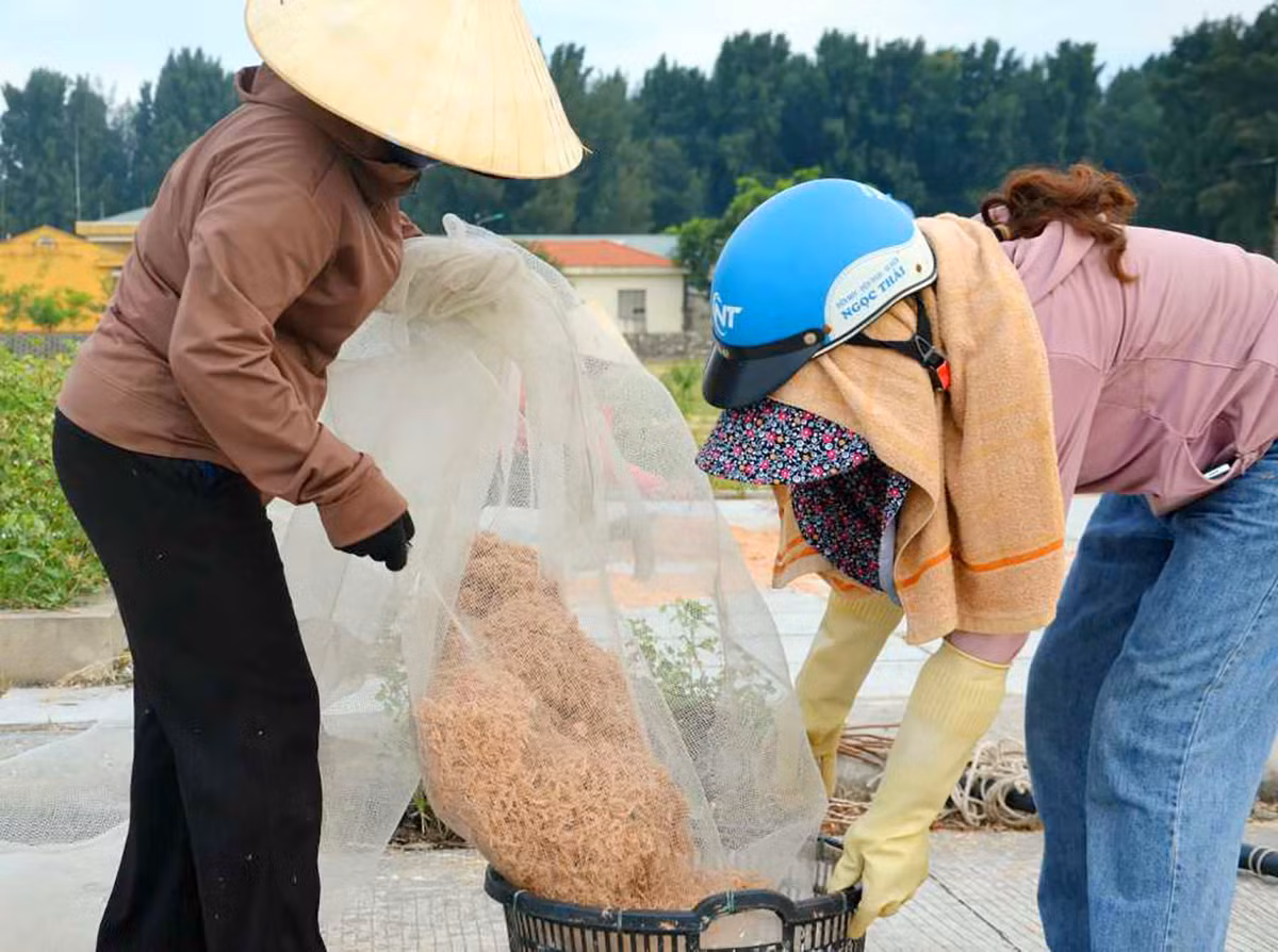 Ngư dân đảo Ngọc Vừng kiếm tiền triệu mỗi ngày nhờ xúc tép - Hình 3 Ngu dan dao Ngoc Vung kiem tien trieu moi ngay nho xuc tep-Hinh-3
