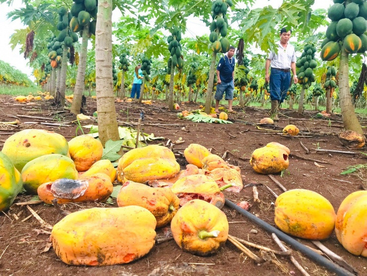 Xot xa nhin vuon du du thoi rung vi doanh nghiep bat ngo lat keo-Hinh-4