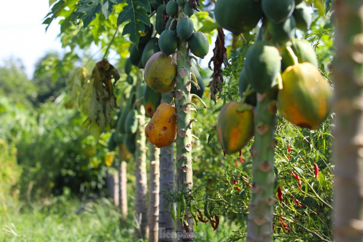 Xot xa nhin vuon du du thoi rung vi doanh nghiep bat ngo lat keo-Hinh-7