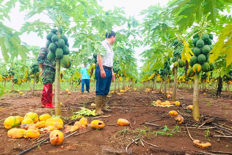 Xot xa nhin vuon du du thoi rung vi doanh nghiep bat ngo lat keo-Hinh-5