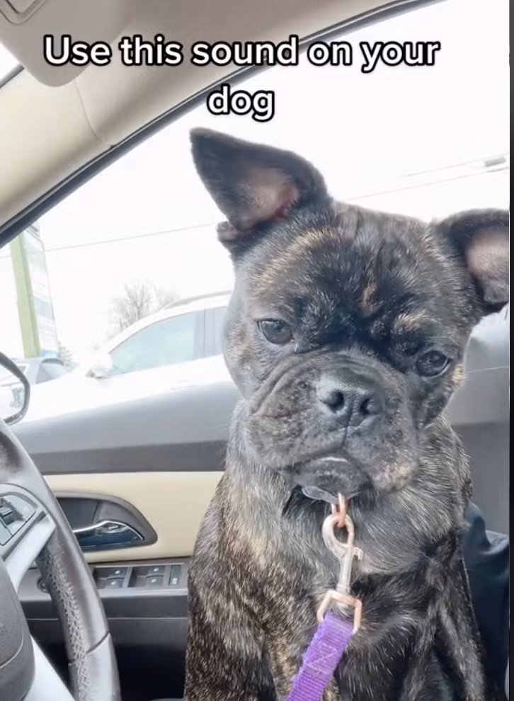 Mua chó online với giá 23 triệu, cô gái ngỡ ngàng khi nhận hàng ảnh 2