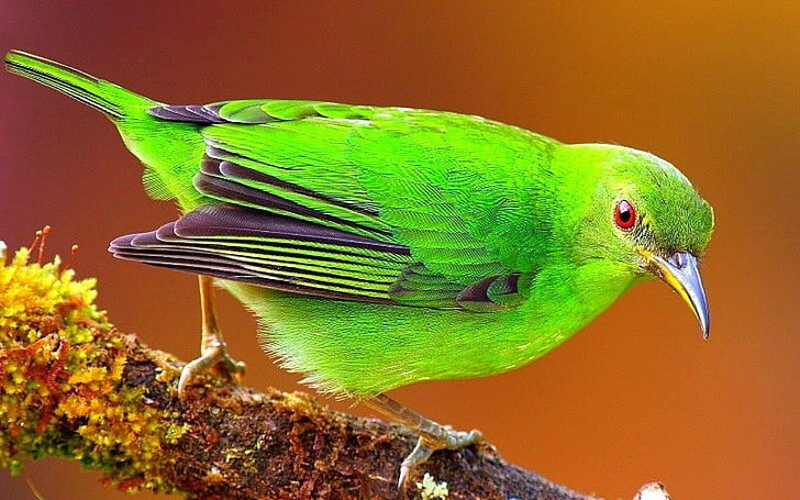 Sinh thang Am lich nay ca doi thien luong, vuong van quy nhan