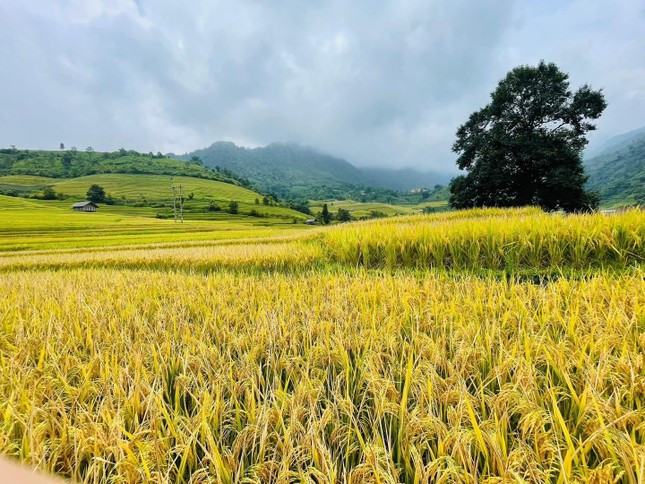 Mua vang Nam Cang dep nhu tranh, hap dan gioi tre den check in-Hinh-5