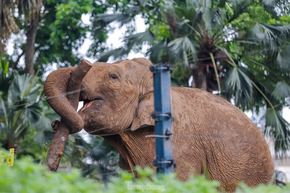 Can canh hai chu voi 'song kho' voi xieng xich o vuon thu Ha Noi-Hinh-8