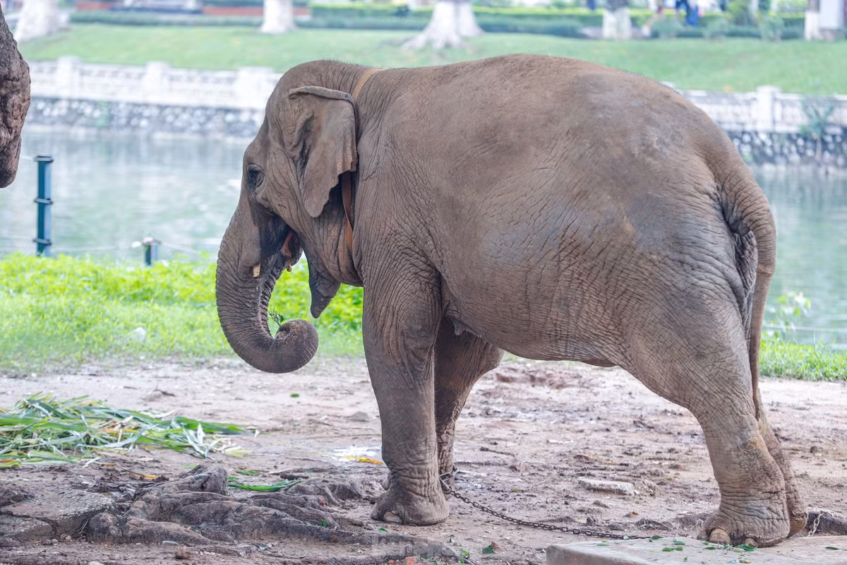Can canh hai chu voi 'song kho' voi xieng xich o vuon thu Ha Noi-Hinh-10