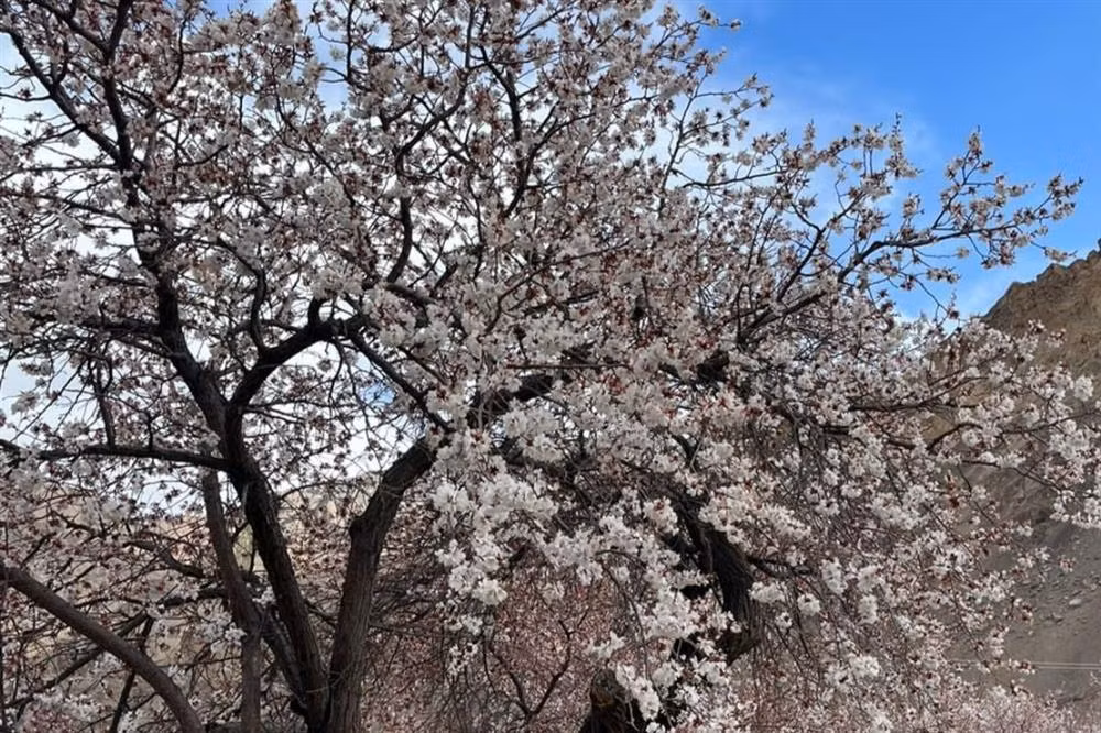 Nguoi xua dan: 'Truoc trong tao, sau trong mai, Dong trong luu, Tay trong hong'-Hinh-4