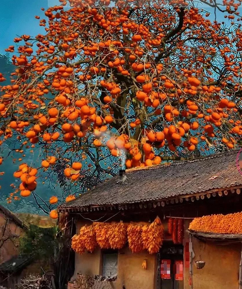 Nguoi xua dan: 'Truoc trong tao, sau trong mai, Dong trong luu, Tay trong hong'-Hinh-7