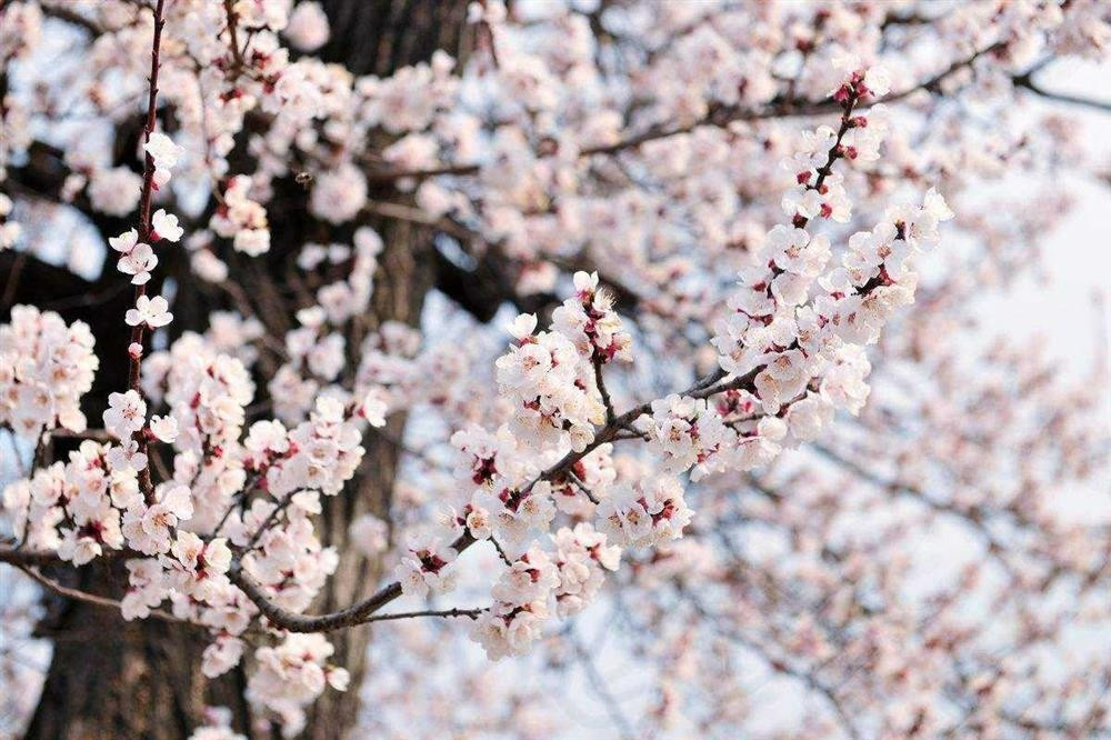 Nguoi xua dan: 'Truoc trong tao, sau trong mai, Dong trong luu, Tay trong hong'-Hinh-5