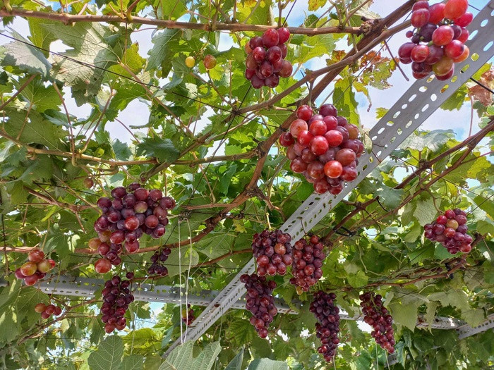 Ong bo chi 20 trieu dong lam vuon trai cay tren san thuong-Hinh-3