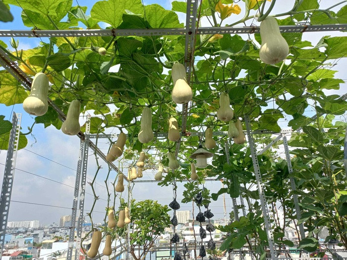 Ong bo chi 20 trieu dong lam vuon trai cay tren san thuong-Hinh-2