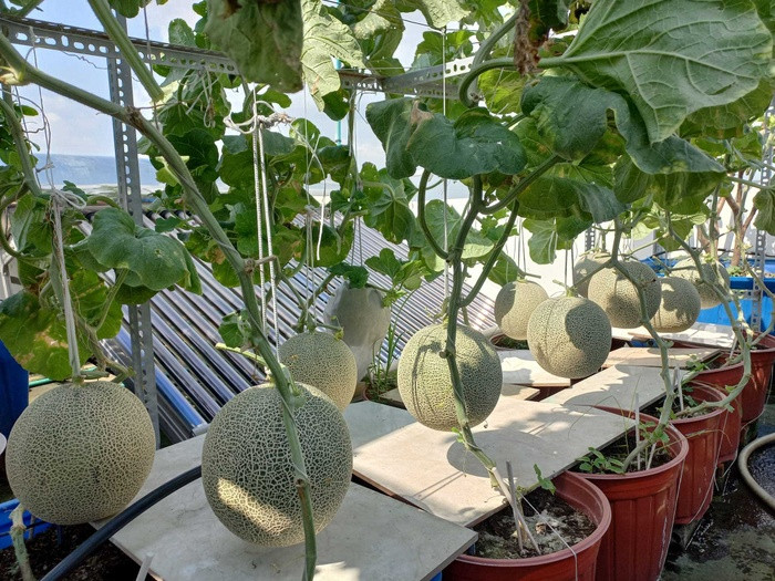 Ong bo chi 20 trieu dong lam vuon trai cay tren san thuong-Hinh-7