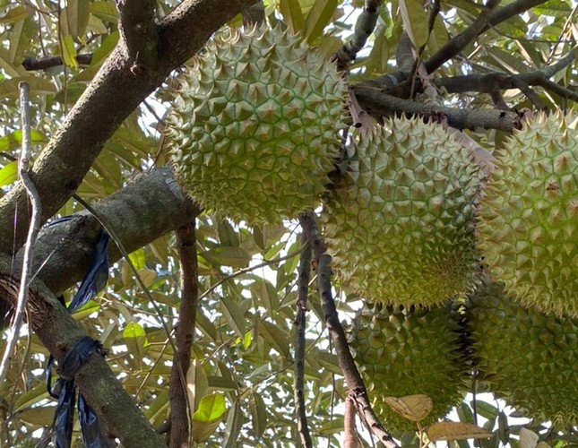 Khi dai gia tang sau rieng, nuoc mam, trung, chuoi...