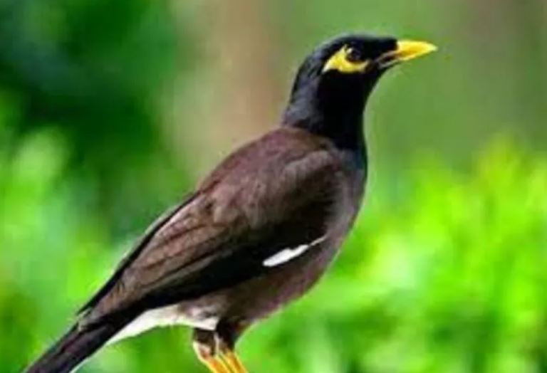 3 loai chim vao nha, sap co tin vui “go cua”