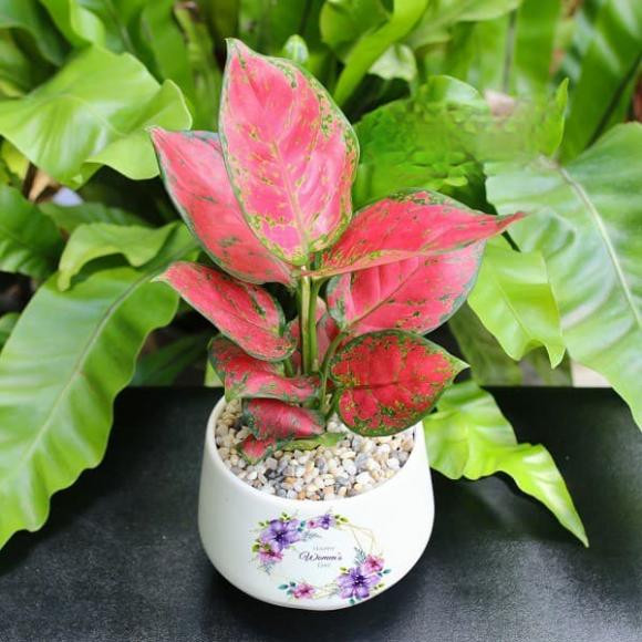 Nguoi thuoc menh Thuy nen trong cay gi trong nha de chieu tai, hut loc?-Hinh-9