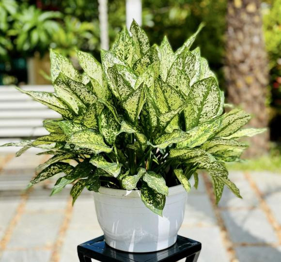 Nguoi thuoc menh Thuy nen trong cay gi trong nha de chieu tai, hut loc?-Hinh-5