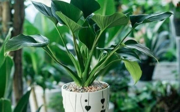 Nguoi thuoc menh Thuy nen trong cay gi trong nha de chieu tai, hut loc?-Hinh-8