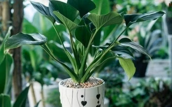 Nguoi thuoc menh Thuy nen trong cay gi trong nha de chieu tai, hut loc?-Hinh-8