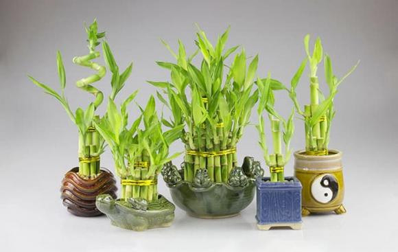 Người thuộc mệnh Thủy nên trồng cây gì trong nhà để chiêu tài, hút lộc? Nguoi thuoc menh Thuy nen trong cay gi trong nha de chieu tai, hut loc?