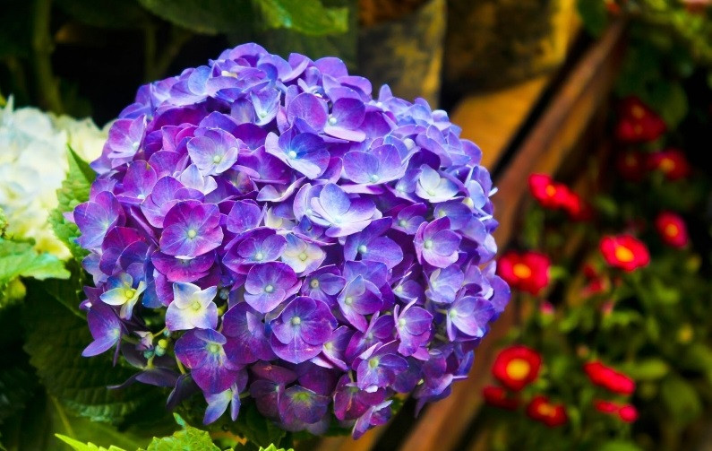 3 con giap kinh doanh thanh cong trong thang 8-Hinh-3