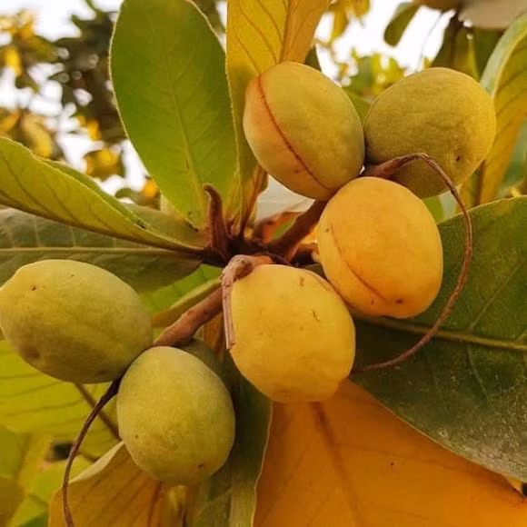 Co mot loai qua thom ngot, duoc chung minh cuc tot cho suc khoe-Hinh-4